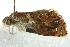  ( - BIOUG02120-A08)  @12 [ ] CreativeCommons - Attribution (2012) CBG Photography Group Centre for Biodiversity Genomics