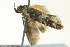  ( - BIOUG02123-D02)  @13 [ ] CreativeCommons - Attribution (2012) CBG Photography Group Centre for Biodiversity Genomics