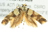 ( - BIOUG02125-A09)  @12 [ ] CreativeCommons - Attribution (2012) CBG Photography Group Centre for Biodiversity Genomics