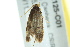  ( - BIOUG02125-C01)  @13 [ ] CreativeCommons - Attribution (2012) CBG Photography Group Centre for Biodiversity Genomics