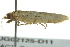  ( - BIOUG02125-D11)  @13 [ ] CreativeCommons - Attribution (2012) CBG Photography Group Centre for Biodiversity Genomics