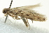  (Scrobipalpa pyrrhanthes PS1 - BIOUG02125-F11)  @12 [ ] CreativeCommons - Attribution (2012) CBG Photography Group Centre for Biodiversity Genomics