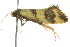  ( - BIOUG02125-H05)  @13 [ ] CreativeCommons - Attribution (2012) CBG Photography Group Centre for Biodiversity Genomics