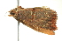  ( - BIOUG02126-E01)  @14 [ ] CreativeCommons - Attribution (2012) CBG Photography Group Centre for Biodiversity Genomics