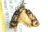 ( - BIOUG02126-F03)  @13 [ ] CreativeCommons - Attribution (2012) CBG Photography Group Centre for Biodiversity Genomics