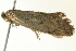  ( - BIOUG02127-D06)  @13 [ ] CreativeCommons - Attribution (2012) CBG Photography Group Centre for Biodiversity Genomics