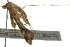  ( - BIOUG02128-A10)  @12 [ ] CreativeCommons - Attribution (2012) CBG Photography Group Centre for Biodiversity Genomics
