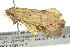  ( - BIOUG02128-B10)  @13 [ ] CreativeCommons - Attribution (2012) CBG Photography Group Centre for Biodiversity Genomics