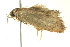  ( - BIOUG02128-C02)  @13 [ ] CreativeCommons - Attribution (2012) CBG Photography Group Centre for Biodiversity Genomics