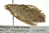  ( - BIOUG02128-C04)  @14 [ ] CreativeCommons - Attribution (2012) CBG Photography Group Centre for Biodiversity Genomics