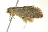 ( - BIOUG02128-C07)  @13 [ ] CreativeCommons - Attribution (2012) CBG Photography Group Centre for Biodiversity Genomics