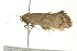  ( - BIOUG02182-C07)  @13 [ ] CreativeCommons - Attribution (2012) CBG Photography Group Centre for Biodiversity Genomics