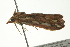  ( - BIOUG02182-E01)  @12 [ ] CreativeCommons - Attribution (2012) CBG Photography Group Centre for Biodiversity Genomics