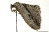  ( - BIOUG02183-F05)  @13 [ ] CreativeCommons - Attribution (2012) CBG Photography Group Centre for Biodiversity Genomics