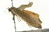  ( - BIOUG02184-B10)  @12 [ ] CreativeCommons - Attribution (2012) CBG Photography Group Centre for Biodiversity Genomics
