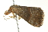  ( - BIOUG02184-E10)  @13 [ ] CreativeCommons - Attribution (2012) CBG Photography Group Centre for Biodiversity Genomics
