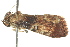  ( - BIOUG02185-C09)  @12 [ ] CreativeCommons - Attribution (2012) CBG Photography Group Centre for Biodiversity Genomics