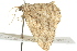  ( - BIOUG02185-C10)  @13 [ ] CreativeCommons - Attribution (2012) CBG Photography Group Centre for Biodiversity Genomics