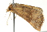  ( - BIOUG02185-D01)  @13 [ ] CreativeCommons - Attribution (2012) CBG Photography Group Centre for Biodiversity Genomics