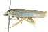 ( - BIOUG02185-E10)  @12 [ ] CreativeCommons - Attribution (2012) CBG Photography Group Centre for Biodiversity Genomics