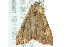  ( - BIOUG02185-G02)  @13 [ ] CreativeCommons - Attribution (2012) CBG Photography Group Centre for Biodiversity Genomics