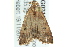  ( - BIOUG02185-G05)  @13 [ ] CreativeCommons - Attribution (2012) CBG Photography Group Centre for Biodiversity Genomics
