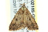  ( - BIOUG02185-G09)  @13 [ ] CreativeCommons - Attribution (2012) CBG Photography Group Centre for Biodiversity Genomics