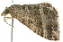  ( - BIOUG02185-G12)  @12 [ ] CreativeCommons - Attribution (2012) CBG Photography Group Centre for Biodiversity Genomics