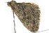  ( - BIOUG02186-A10)  @13 [ ] CreativeCommons - Attribution (2012) CBG Photography Group Centre for Biodiversity Genomics
