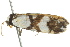  ( - BIOUG02186-B08)  @13 [ ] CreativeCommons - Attribution (2012) CBG Photography Group Centre for Biodiversity Genomics