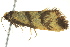  ( - BIOUG02186-D02)  @13 [ ] CreativeCommons - Attribution (2012) CBG Photography Group Centre for Biodiversity Genomics