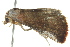 ( - BIOUG02186-E03)  @12 [ ] CreativeCommons - Attribution (2012) CBG Photography Group Centre for Biodiversity Genomics