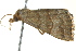  ( - BIOUG02186-F05)  @13 [ ] CreativeCommons - Attribution (2012) CBG Photography Group Centre for Biodiversity Genomics