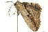  ( - BIOUG02187-C08)  @13 [ ] CreativeCommons - Attribution (2012) CBG Photography Group Centre for Biodiversity Genomics