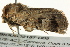  ( - BIOUG02187-D05)  @13 [ ] CreativeCommons - Attribution (2012) CBG Photography Group Centre for Biodiversity Genomics