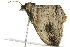  ( - BIOUG02187-D10)  @12 [ ] CreativeCommons - Attribution (2012) CBG Photography Group Centre for Biodiversity Genomics
