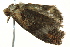  ( - BIOUG02187-E04)  @12 [ ] CreativeCommons - Attribution (2012) CBG Photography Group Centre for Biodiversity Genomics