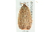  ( - BIOUG02188-C02)  @13 [ ] CreativeCommons - Attribution (2012) CBG Photography Group Centre for Biodiversity Genomics