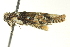  ( - BIOUG02243-A09)  @13 [ ] CreativeCommons - Attribution (2012) CBG Photography Group Centre for Biodiversity Genomics