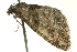  ( - BIOUG02243-B10)  @13 [ ] CreativeCommons - Attribution (2012) CBG Photography Group Centre for Biodiversity Genomics