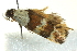  ( - BIOUG02243-F12)  @13 [ ] CreativeCommons - Attribution (2012) CBG Photography Group Centre for Biodiversity Genomics