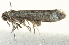  ( - CCDB-12828-H06)  @13 [ ] CreativeCommons - Attribution (2012) CBG Photography Group Centre for Biodiversity Genomics