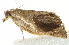  ( - CCDB-12828-H08)  @12 [ ] CreativeCommons - Attribution (2012) CBG Photography Group Centre for Biodiversity Genomics