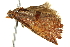  ( - CCDB-15380-F11)  @13 [ ] CreativeCommons - Attribution (2012) CBG Photography Group Centre for Biodiversity Genomics