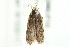  ( - CCDB-15380-F12)  @12 [ ] CreativeCommons - Attribution (2012) CBG Photography Group Centre for Biodiversity Genomics