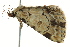  ( - BIOUG02092-E11)  @13 [ ] CreativeCommons - Attribution (2012) CBG Photography Group Centre for Biodiversity Genomics
