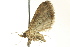  ( - BIOUG02124-E11)  @13 [ ] CreativeCommons - Attribution (2012) CBG Photography Group Centre for Biodiversity Genomics