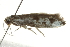  ( - BIOUG02091-F12)  @13 [ ] CreativeCommons - Attribution (2012) CBG Photography Group Centre for Biodiversity Genomics