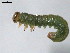  ( - 10PROBE-26410)  @12 [ ] CreativeCommons - Attribution (2010) CBG Photography Group Centre for Biodiversity Genomics