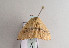  (Cyclophora puppillaria - TLMF Lep 04708)  @12 [ ] CreativeCommons - Attribution Non-Commercial Share-Alike (2011) Peter Huemer Tiroler Landesmuseum Ferdinandeum